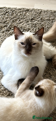 Ragdoll cats - Advert 2