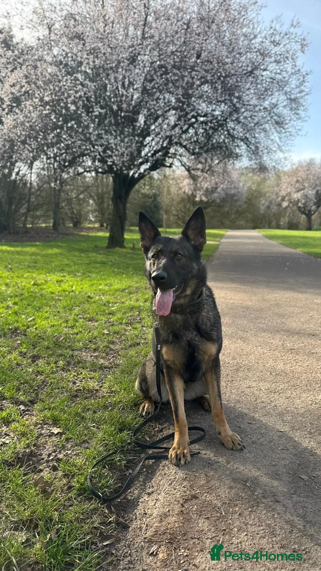 German Shepherd dogs for sale: Czech Import German Shepherd - Advert 5