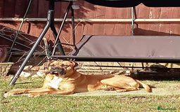 Presa Canario dogs for sale: House move forces rehoming - Image 4