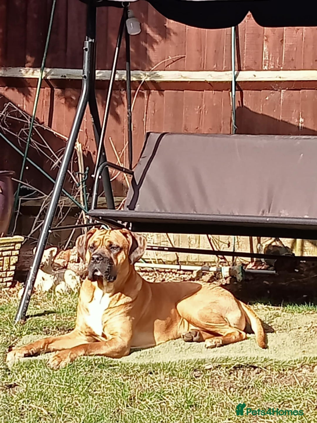 Presa Canario dogs for sale: House move forces rehoming - Image 4
