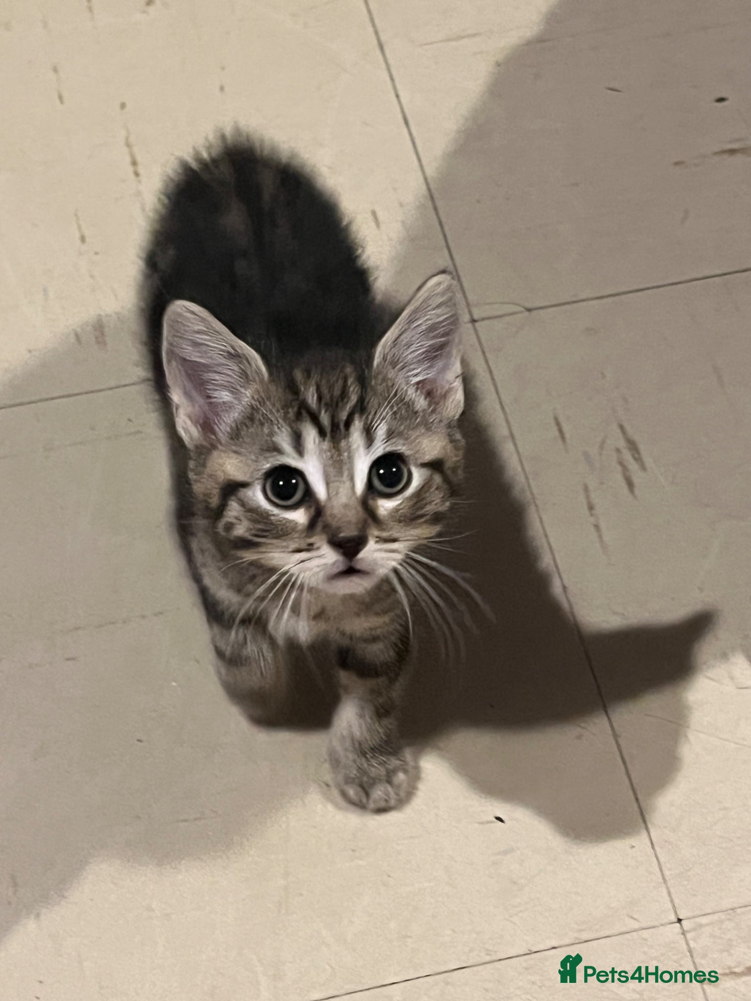 Mixed Breed cats Last tabby boy kitten left  - Advert 2