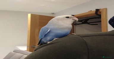 Lovebirds birds - Advert 8