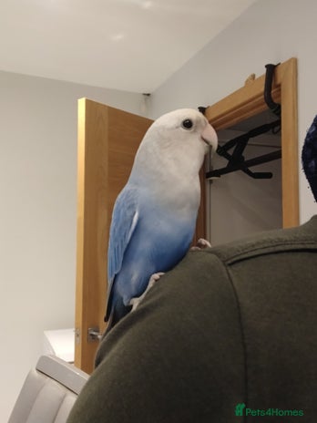 Lovebirds birds - Advert 3