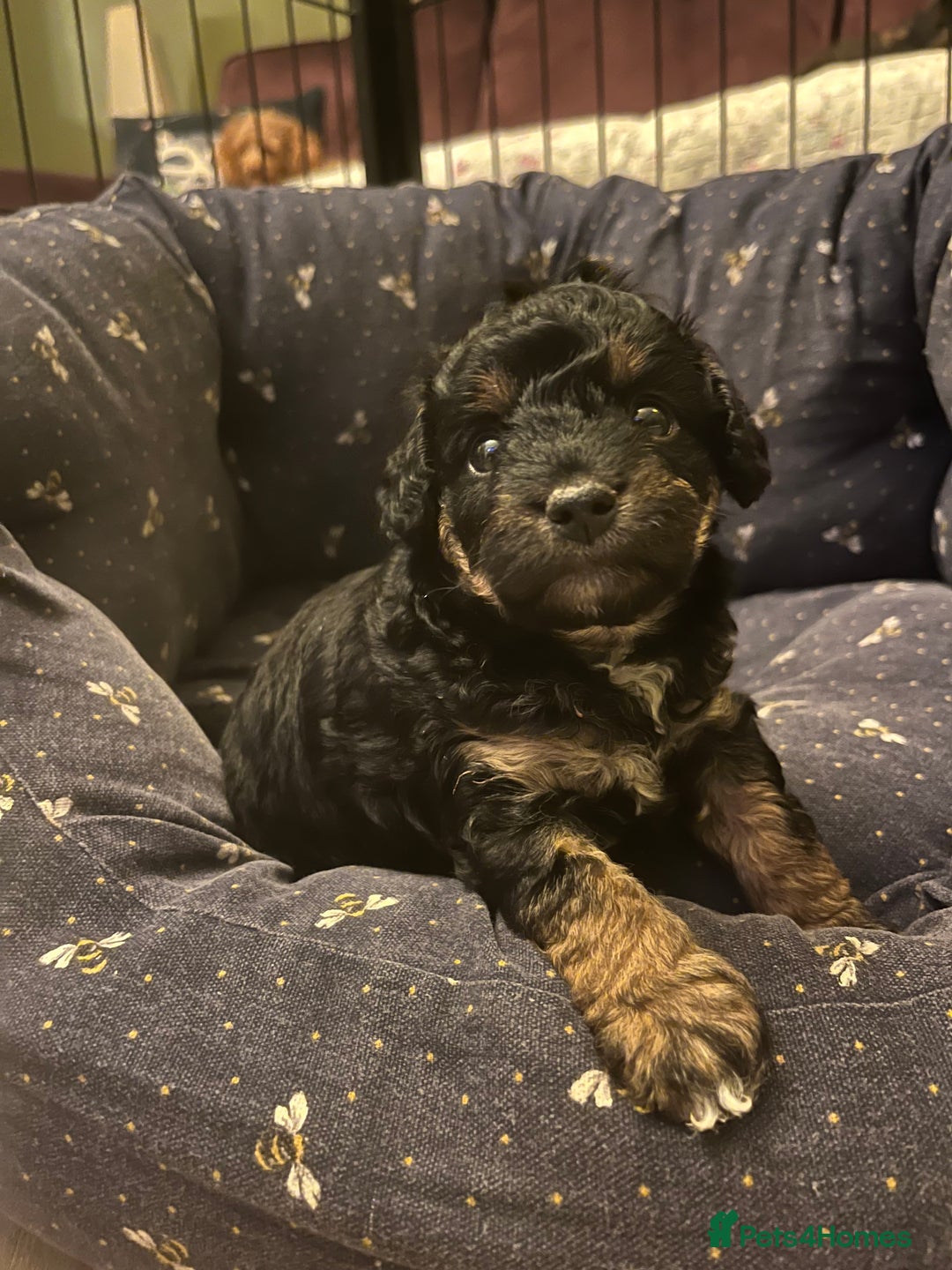 Toy Poodle dogs for stud: Quinn Red & white Toy Poodle for Stud ONLY. in Northampton - Advert 25