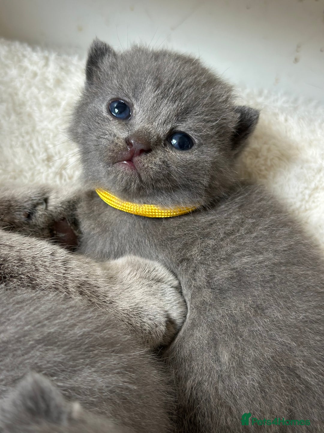 British Shorthair cats for sale: LAST MALE British shorthair kitten ready now in Sleaford - Image 3