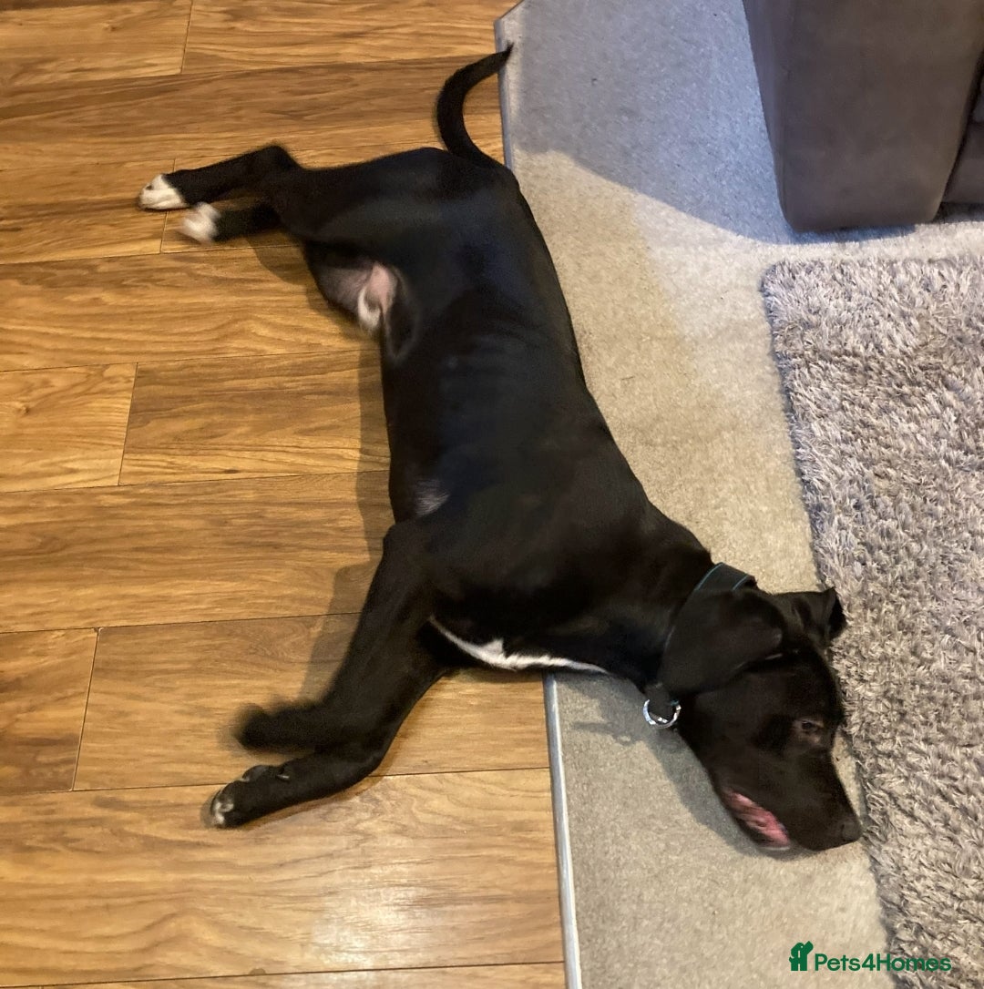 Cane Corso dogs for sale: Cane Corso Black Male 6 Months For Sale - Advert 4