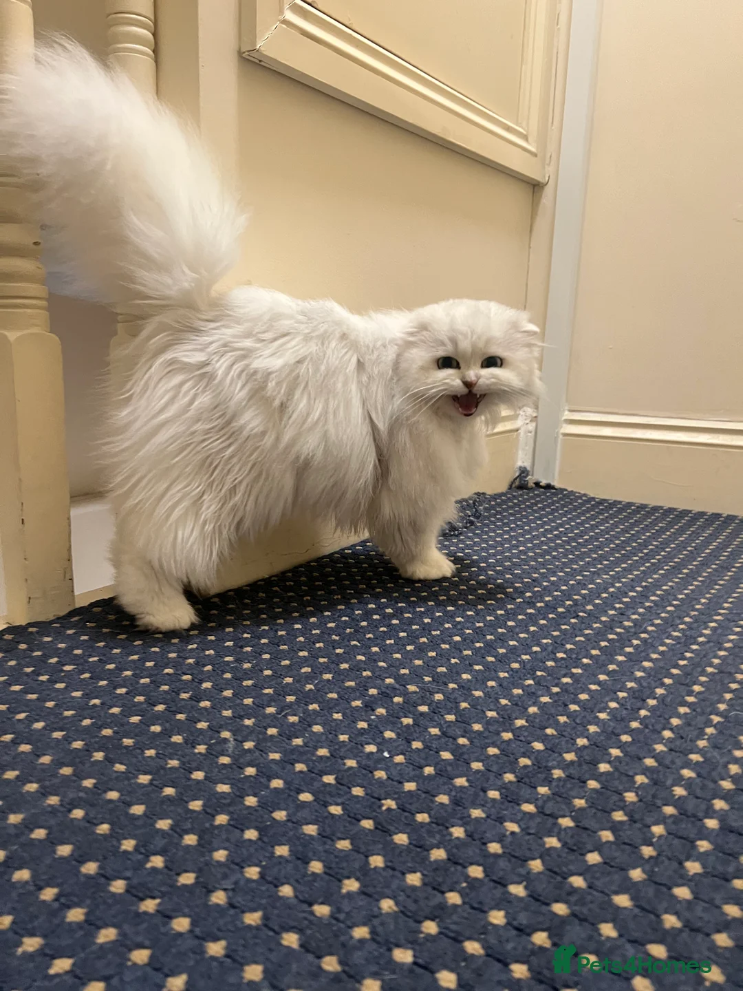 Scottish Fold cats for sale: Stunning Scottish Fold Girl - Advert 7