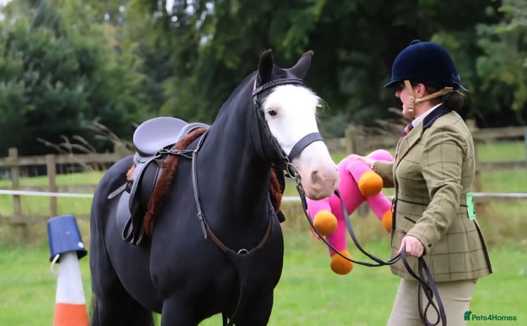 Other Breed horses - Advert 1