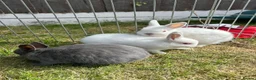 Netherland Dwarf rabbits for sale: Netherland Dwarf Baby rabbits - Advert 9
