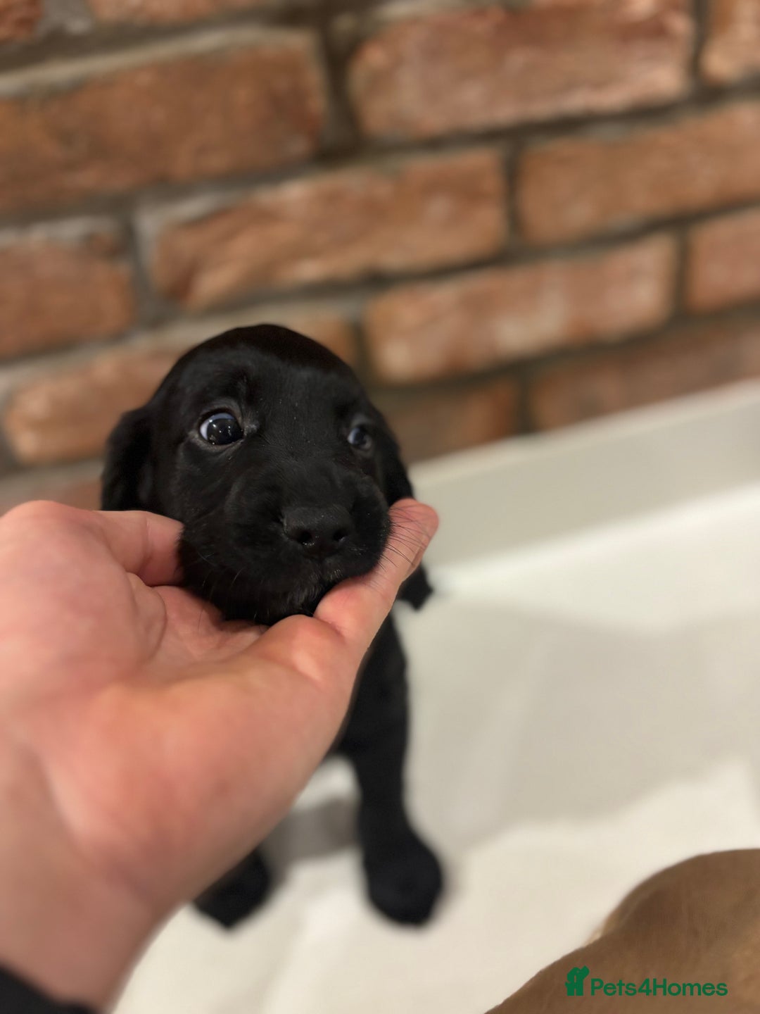 Cocker Spaniel dogs for sale: 1 Black Boy left Working Cocker Spaniel  - Advert 7