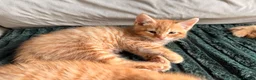Mixed Breed cats for sale: 1 rare ginger female kitten and 2 boys - Advert 3