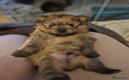 Pomeranian dogs for sale: 6 month old pomeranian  - Image 2