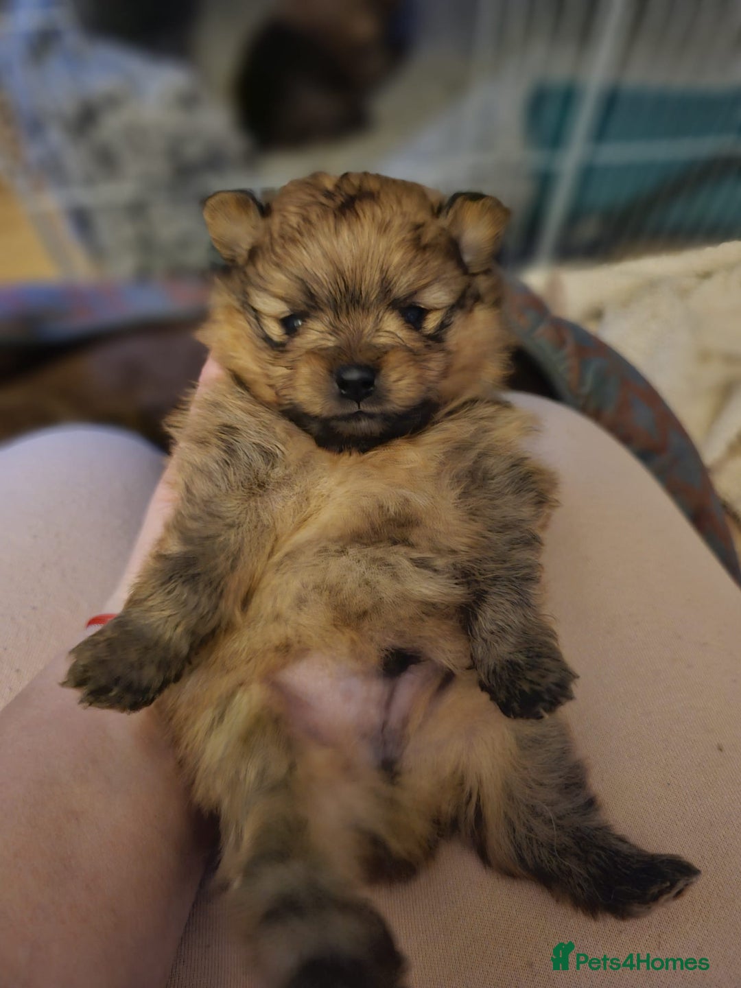 Pomeranian dogs for sale: 6 month old pomeranian  - Image 2