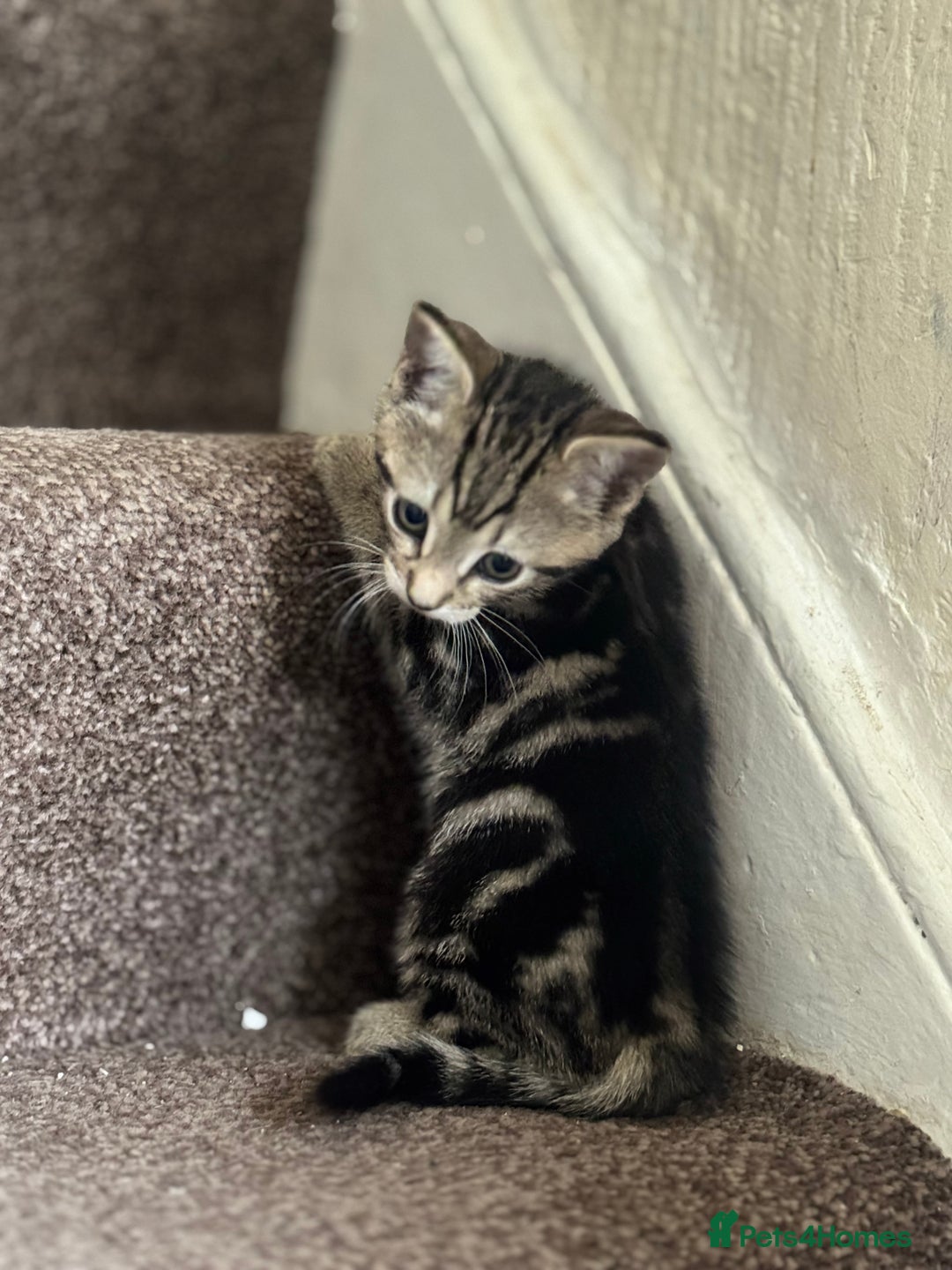 Domestic Shorthair cats for sale: Kittens for sale - Advert 10