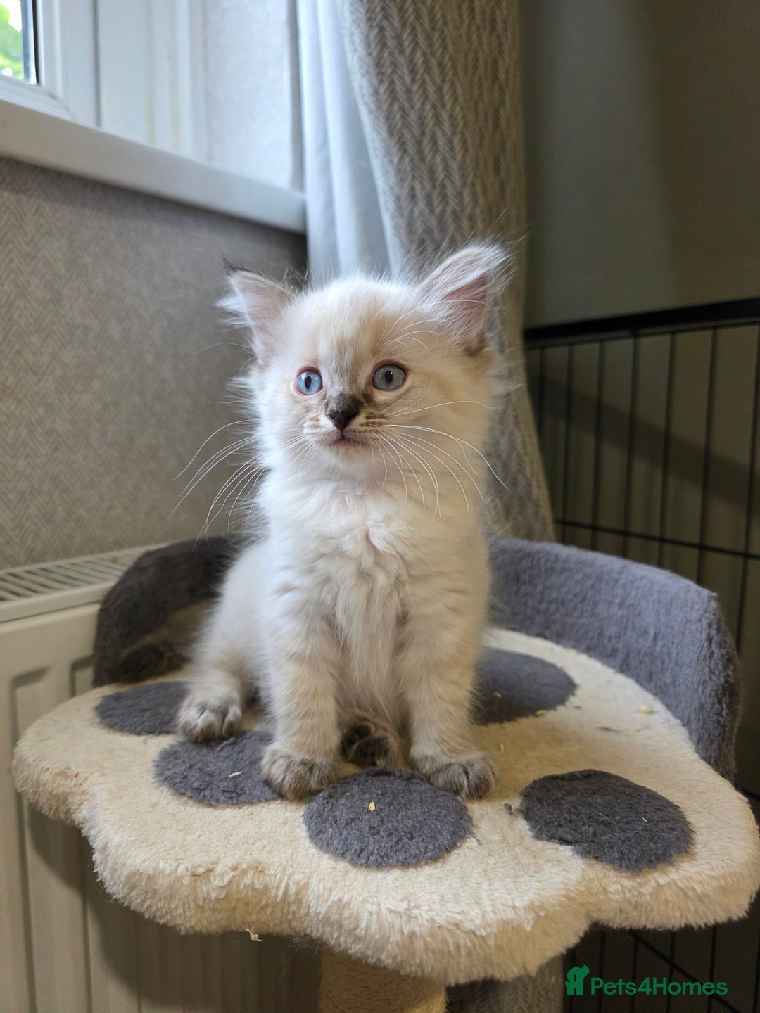 Ragdoll cats for sale: Beautiful Ragdoll kittens  - Image 3