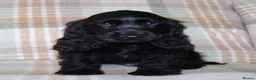 Cocker Spaniel dogs for sale: Beautiful Show Cocker Spaniel Puppies  - Advert 4