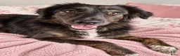 Mixed Breed dogs for sale: Meet Grace: beautiful 2yrs old BrindleCrossbreed - Advert 7