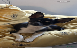 Chihuahua dogs for sale: 2 female toy Chihuahuas for sale - Image 7