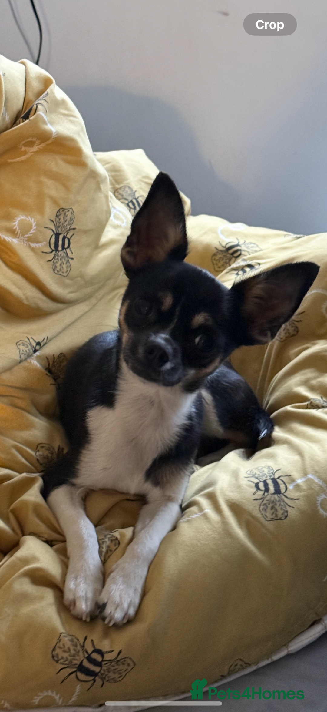 Chihuahua dogs for sale: 2 female toy Chihuahuas for sale - Image 7