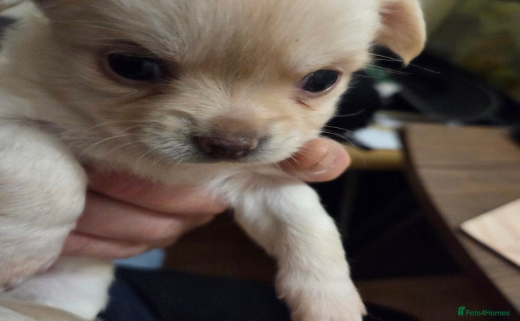 Chihuahua dogs Chihuahua PUPPY - Advert 8