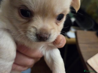 Chihuahua dogs Chihuahua PUPPY - Advert 17