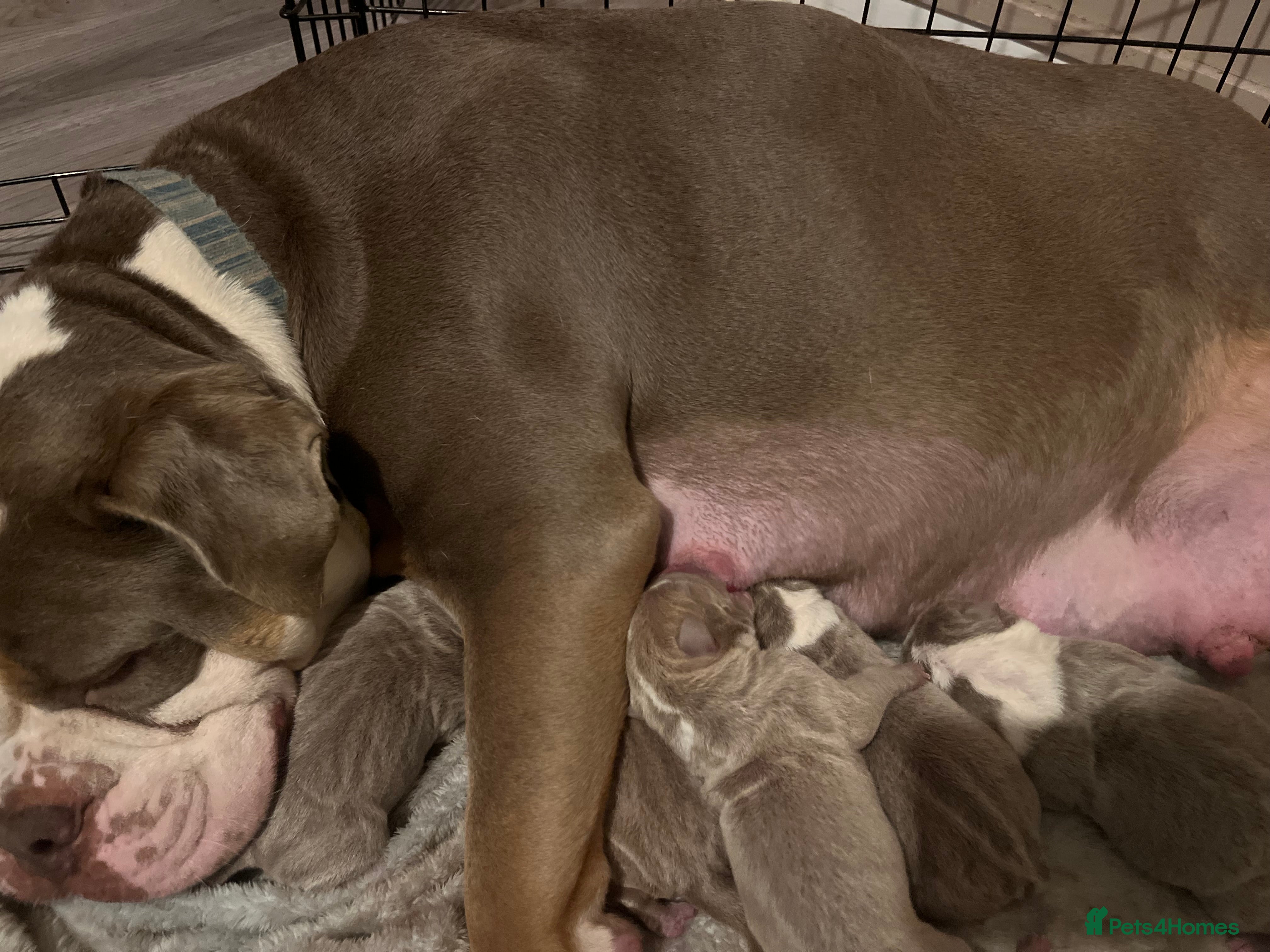 Mixed Breed dogs 9 Puppies - Old Tyme Bulldog x American Bulldog - Advert 9