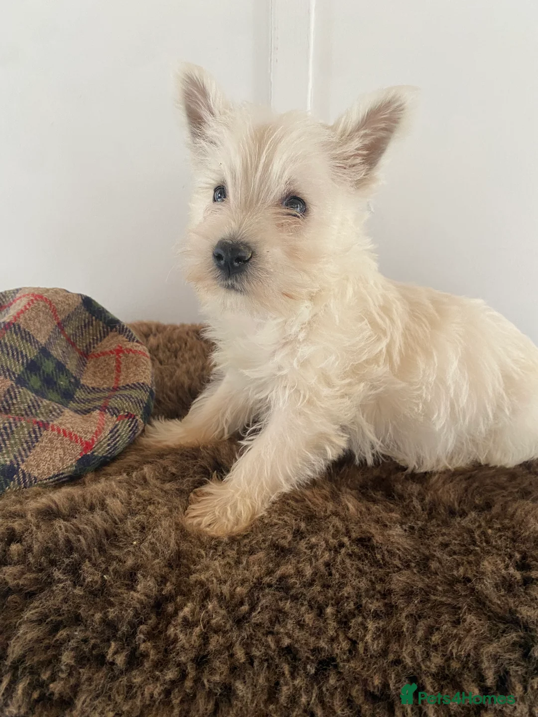 West Highland Terrier dogs for sale: West highland terrier  - Advert 2