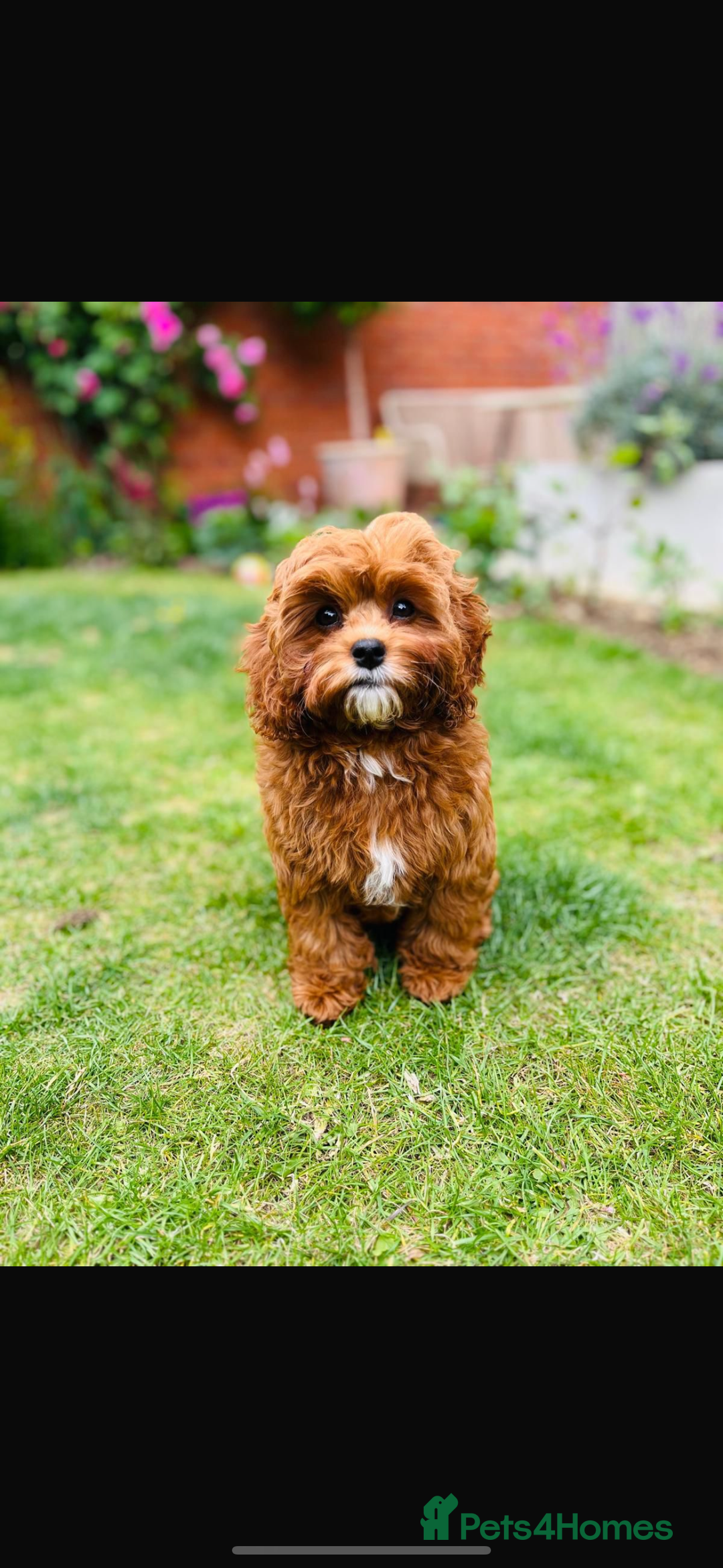 Cavapoo dogs for sale: Stunning F1 Toy Cavapoo’s 5* licensed breeder DNA - Advert 12