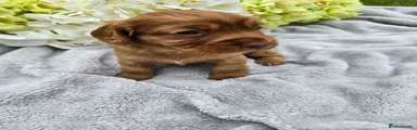 Cocker Spaniel 2