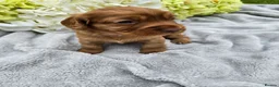 Cocker Spaniel dogs for sale: Farm raised working cocker spaniel puppies  - Advert 8