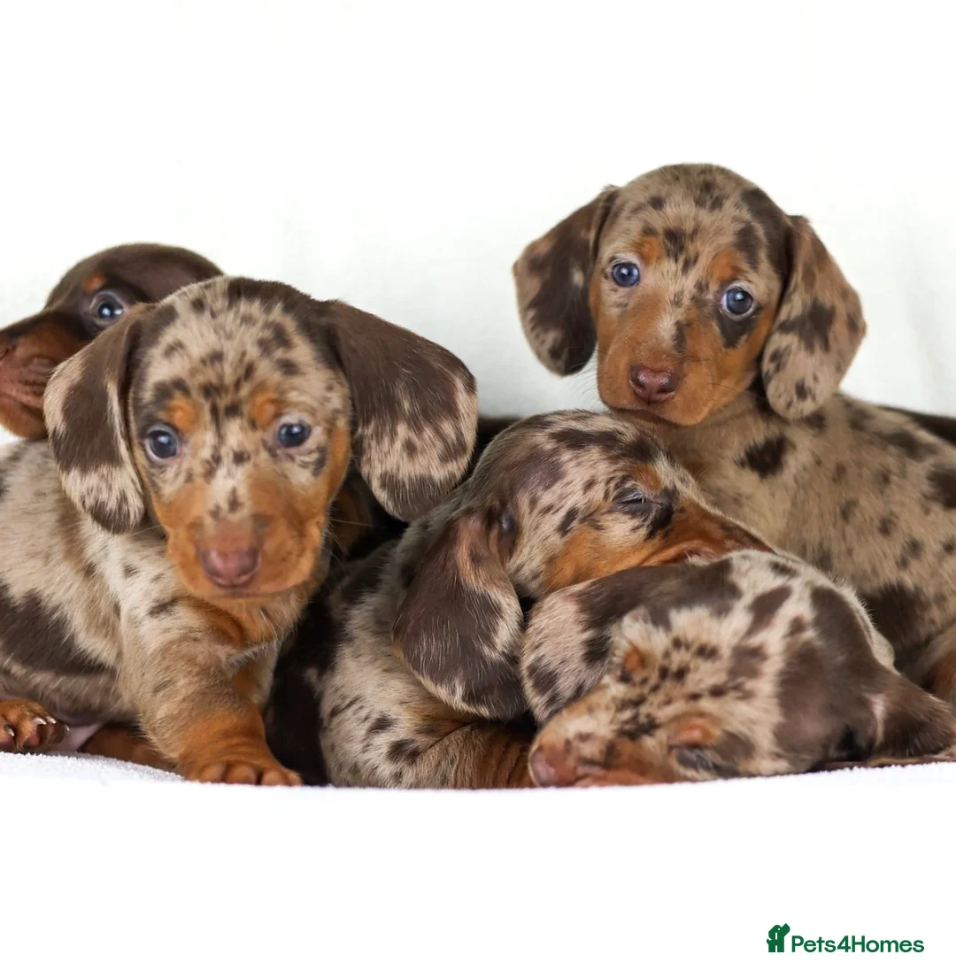 Miniature Dachshund dogs for sale: Quality Miniatures Dachshunds  in Liverpool - Advert 1