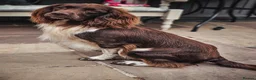English Springer Spaniel dogs for sale: Outstanding KC Health Tested Springer Spaniel - Advert 15
