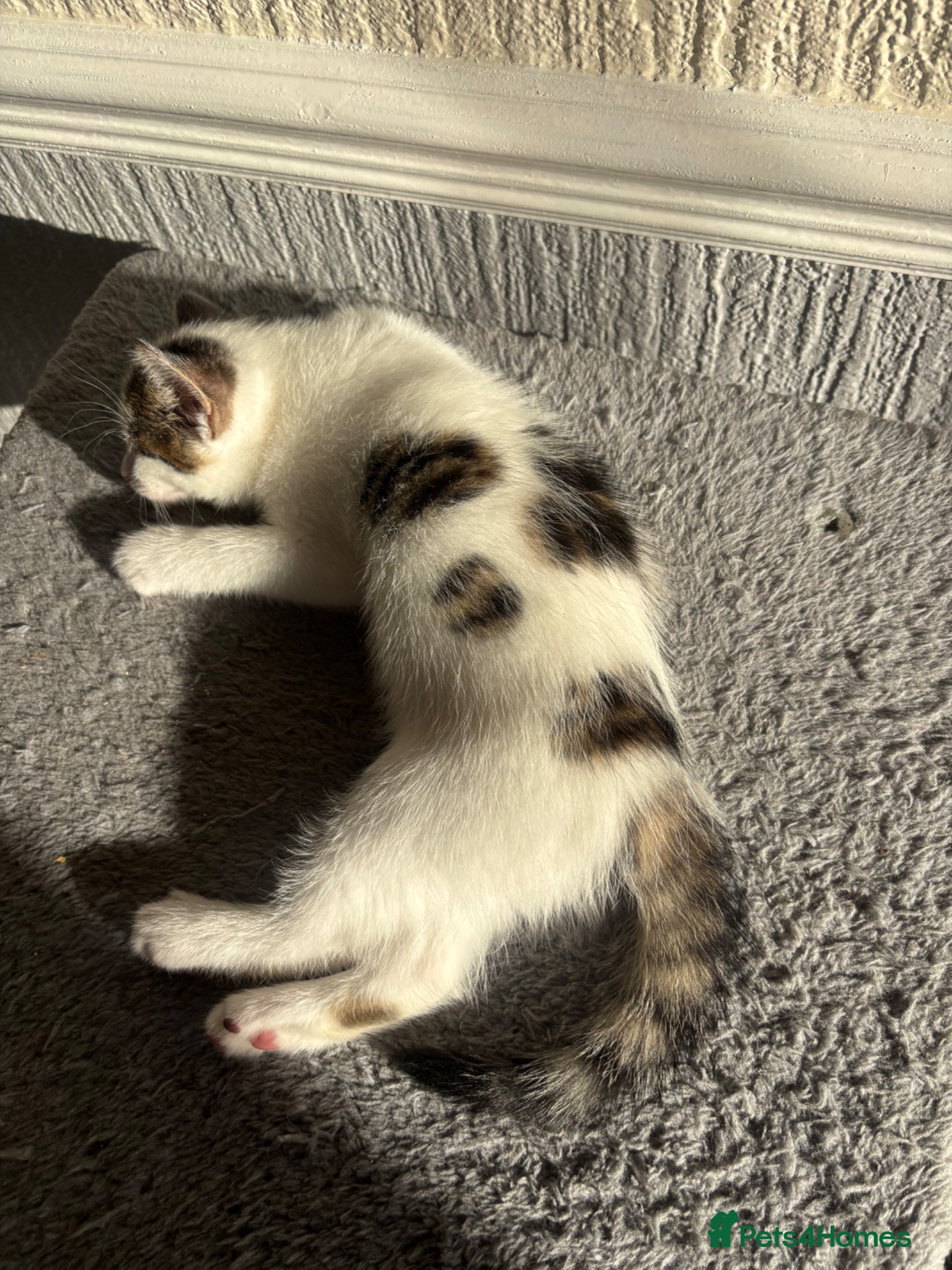 Mixed Breed cats for sale: Kittens Looking for Their Forever Homes 🐾 - Advert 3