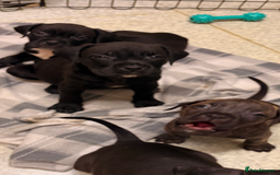 Cane Corso dogs for sale: Puppies ready now  - Image 2