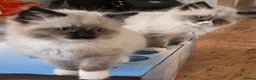 Ragdoll cats for sale: Last gorgeous boy ready for new home!! - Advert 1