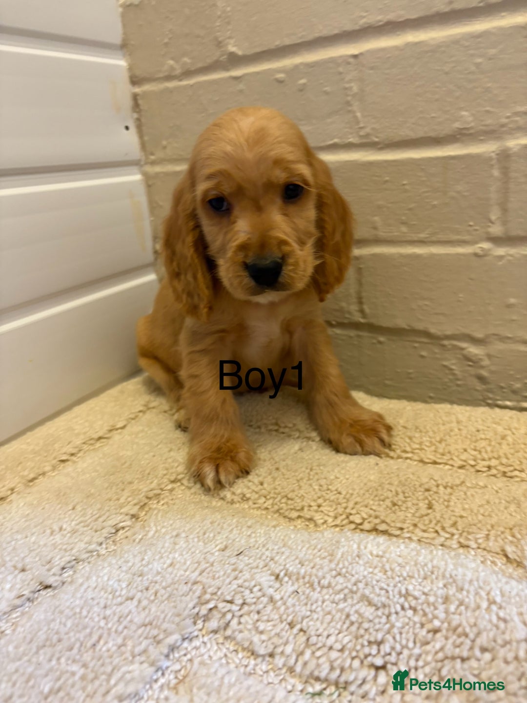 Cocker Spaniel dogs for sale: SHOW TYPE COCKER SPANIELS PUPPIES  - Advert 16