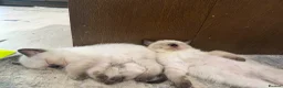 Scottish Fold cats for sale: ✨ Beautiful Scottish Straight Kitten  ✨ - Advert 15