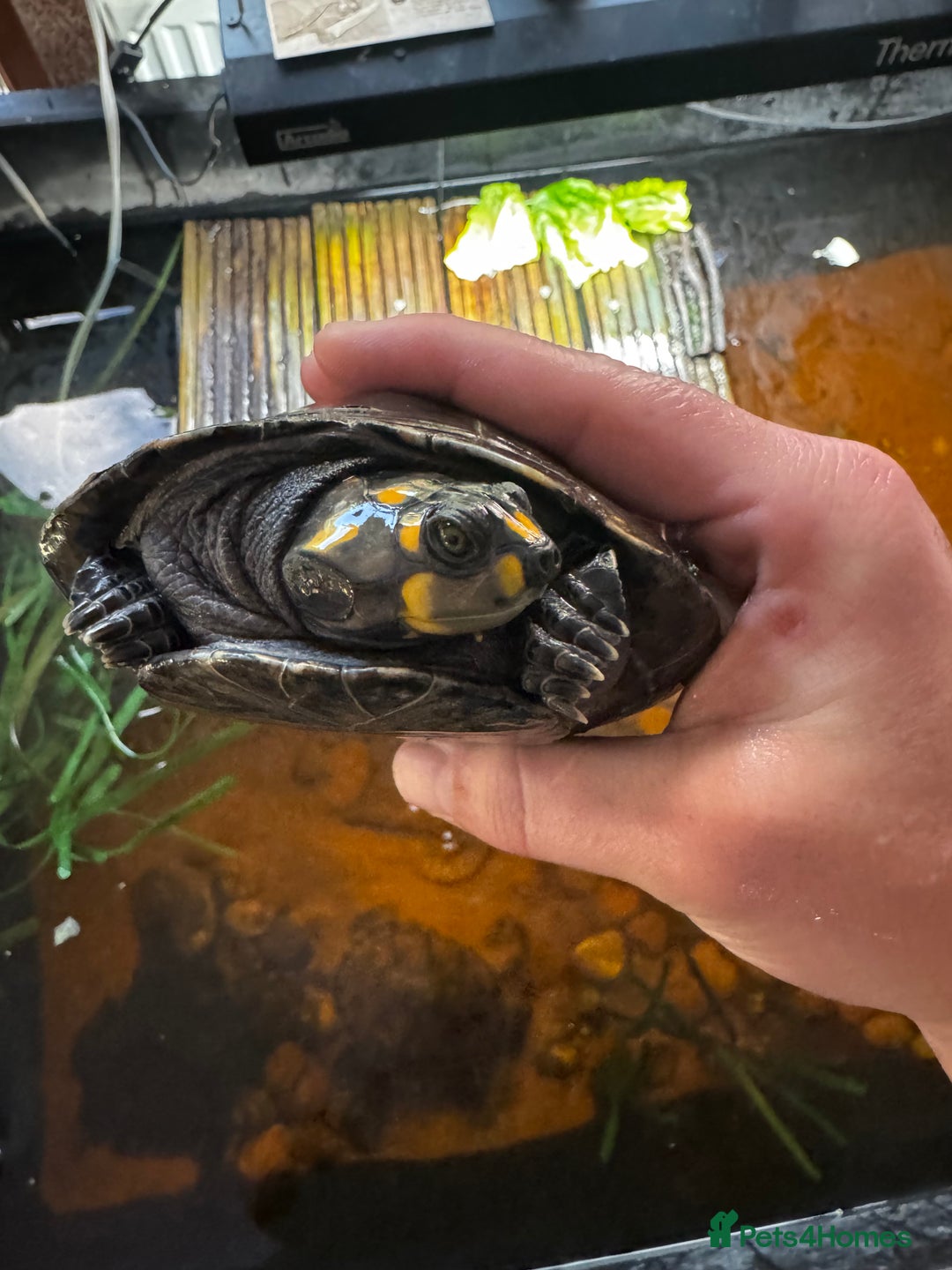 Turtle reptiles for sale: Yellow spotted Amazon river turtle  - Image 4