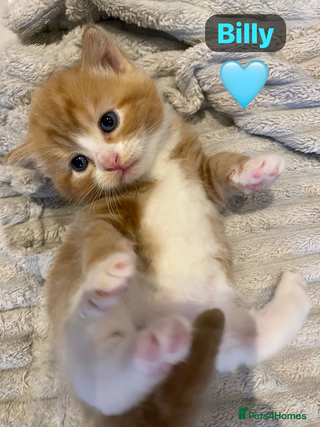 Mixed Breed cats for sale: 3 stunning kittens🩵🩷 - Advert 1