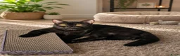 British Shorthair cats for sale: Beautiful British Shorthair Kittens  - Advert 2