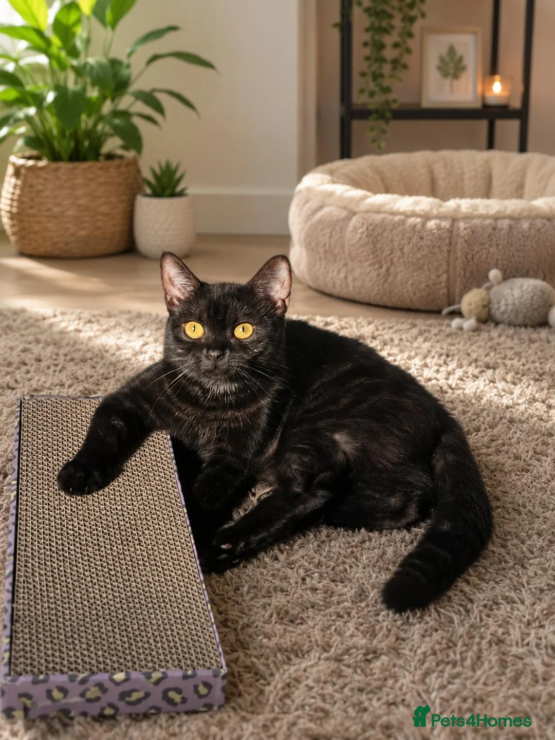 British Shorthair cats for sale: Beautiful British Shorthair Kittens  - Advert 2
