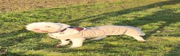 Lagotto Romagnolo dogs for sale: Adult Lagotto girl  - Advert 7