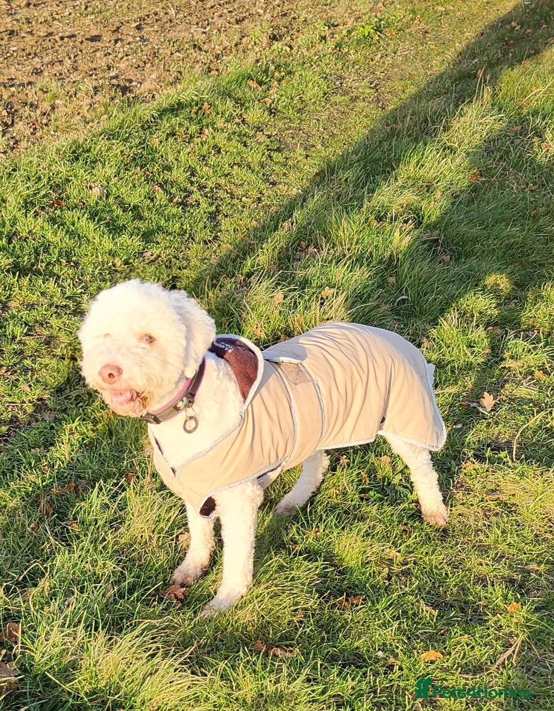 Lagotto Romagnolo dogs for sale: Adult Lagotto girl  - Advert 7