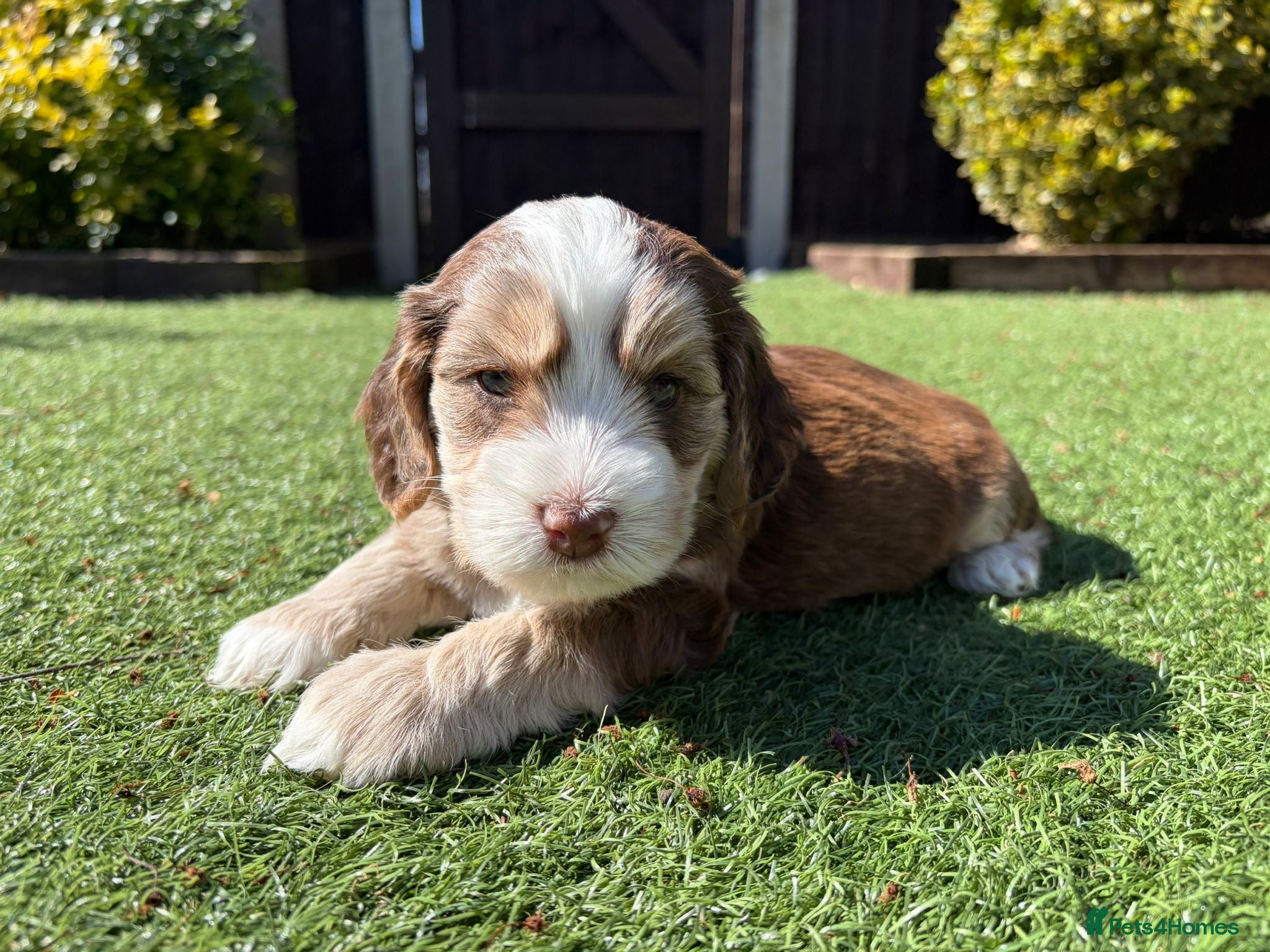 Cockapoo dogs 🐶 Beautiful Cockapoo Puppies plus a £100 voucher  - Advert 1