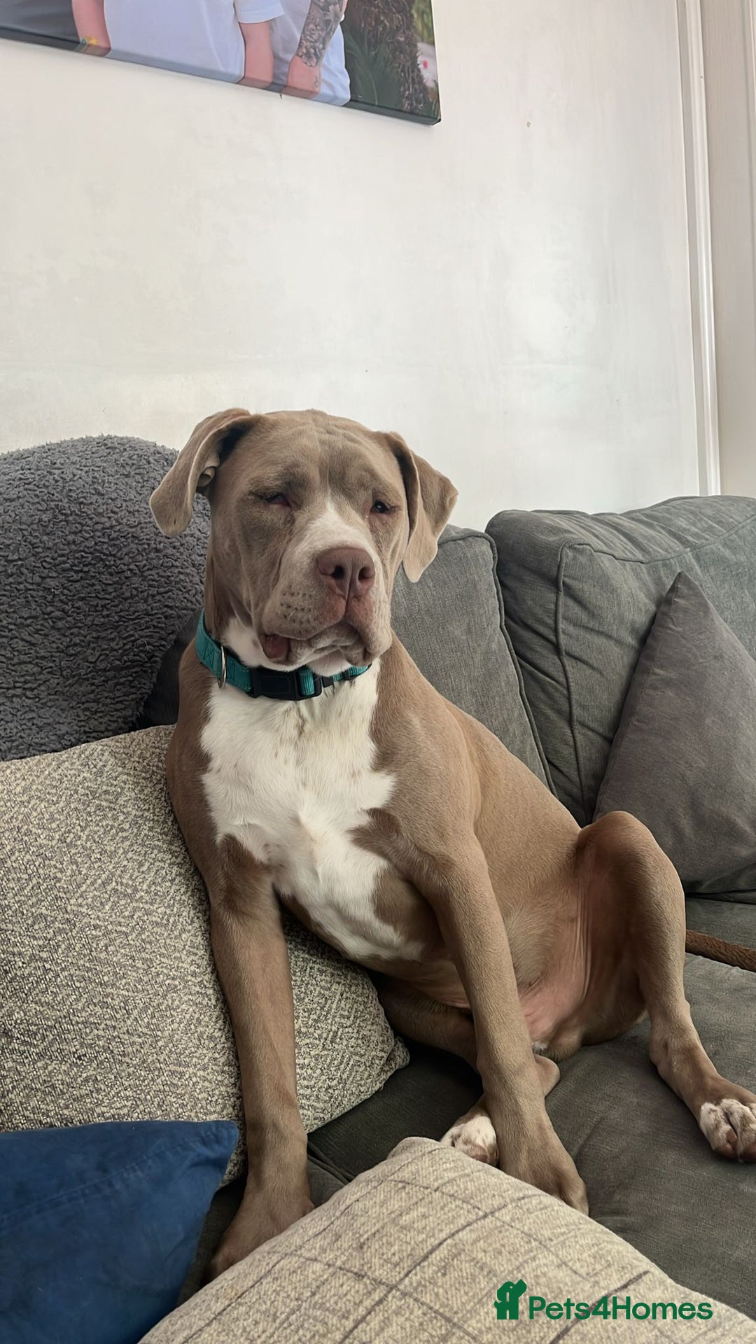 Mixed Breed dogs for sale: Rehoming our boy - Image 5