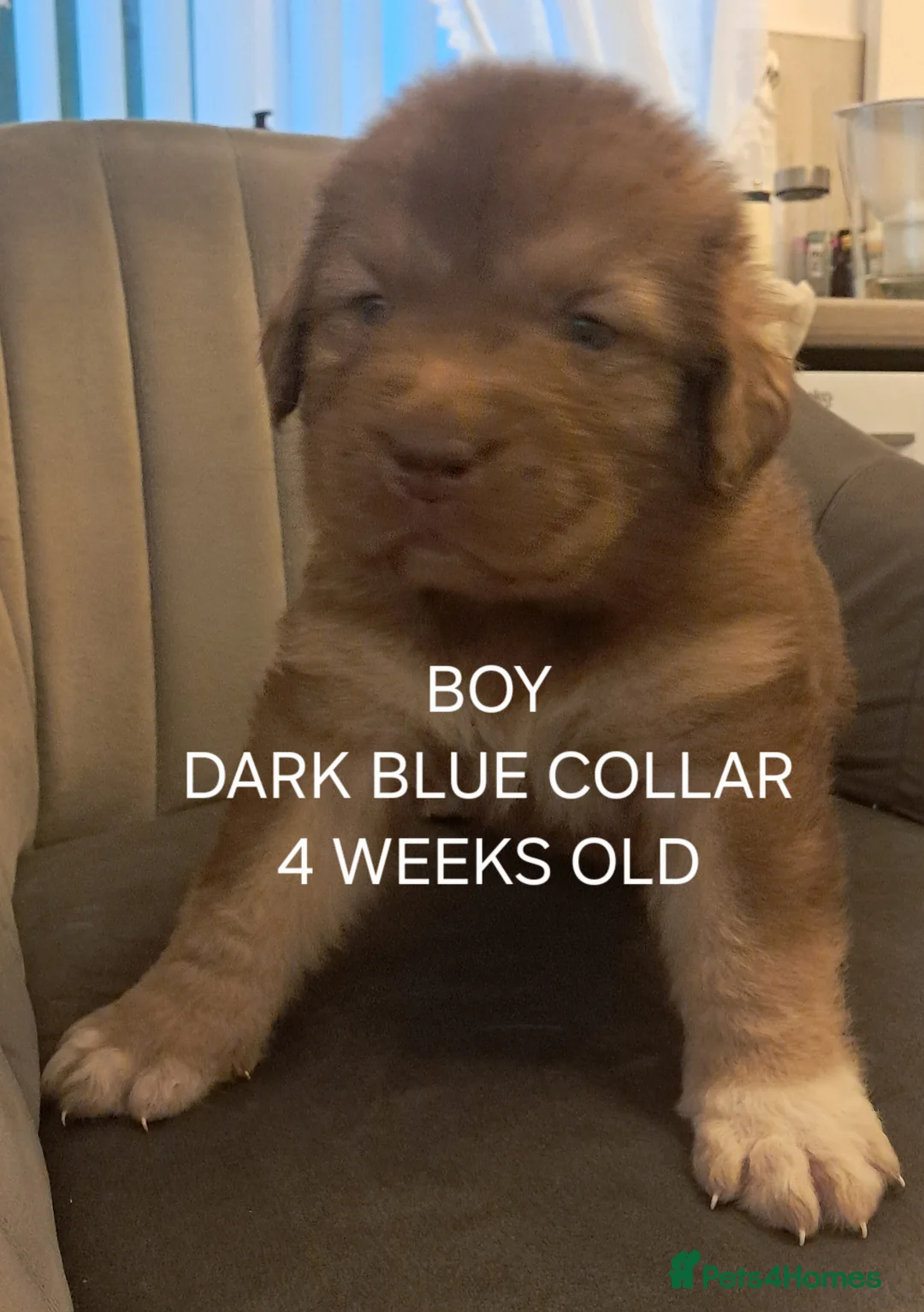 Caucasian Shepherd Dog dogs for sale: Beautiful big boned Caucasian puppies  - Advert 1