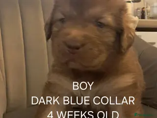 Caucasian Shepherd Dog dogs Beautiful big boned Caucasian puppies - Advert 1