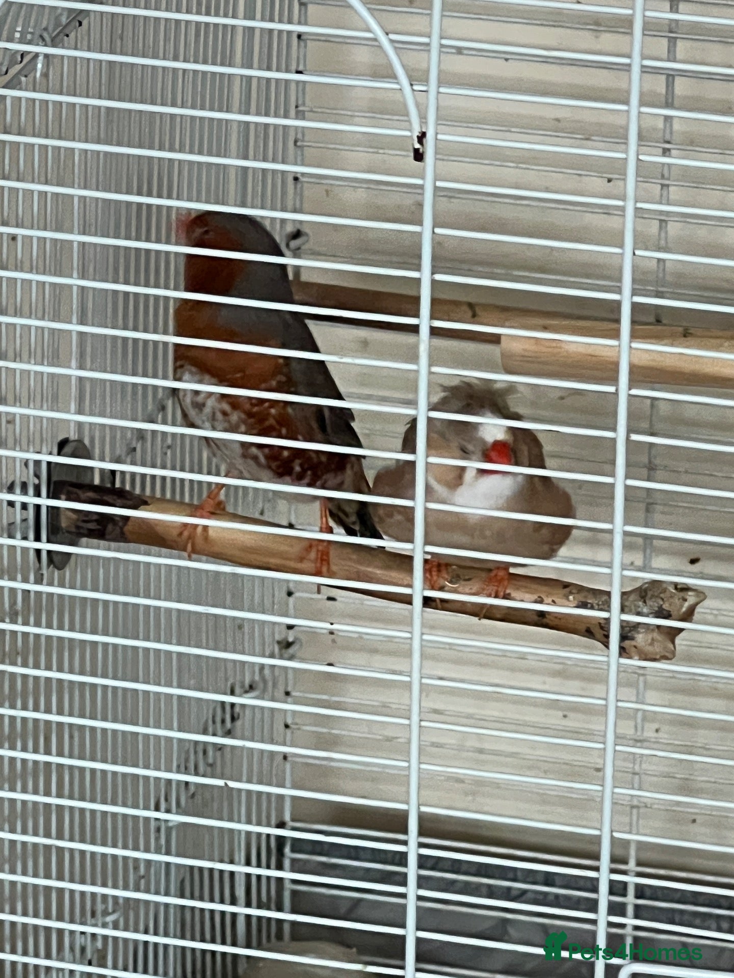 Finches birds Zebra finch pair - Advert 1