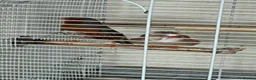Finches birds for sale: Zebra finch pair - Advert 1