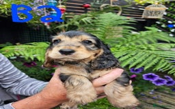 Cocker Spaniel dogs for sale: Sable cockerspaniel puppies - Image 11